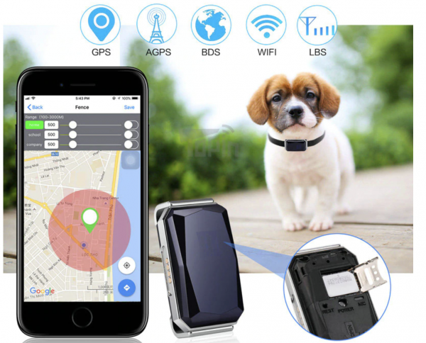 collier gps pour chien