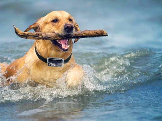 collier gps pour chien