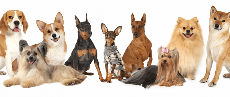 plusieurs races chien